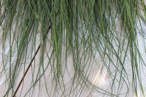 Background of green grass Stock Photos
