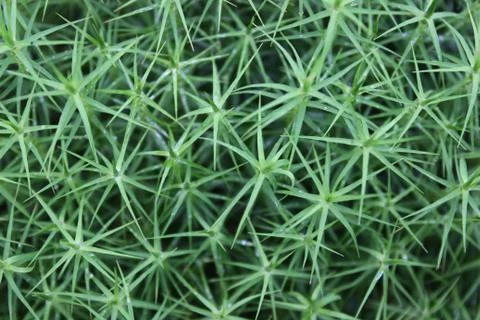Background of green grass Stock Photos