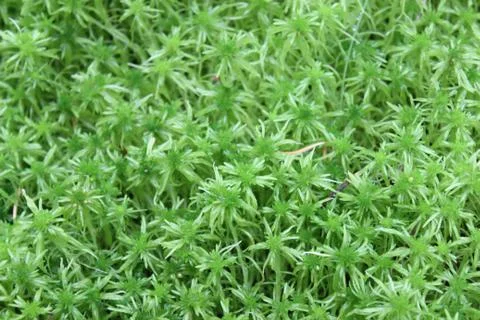Background of green grass Stock Photos