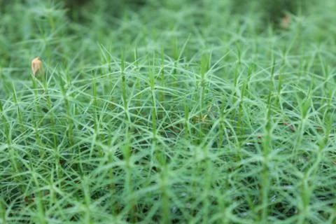 Background of green grass Stock Photos