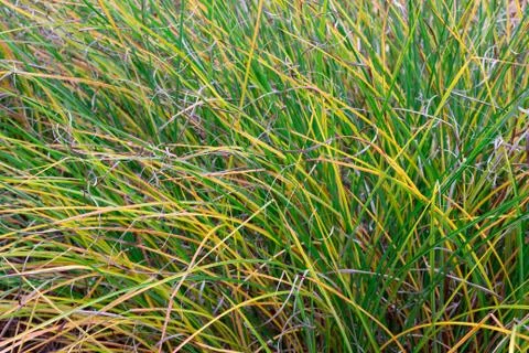 Background of a green grass Stock Photos