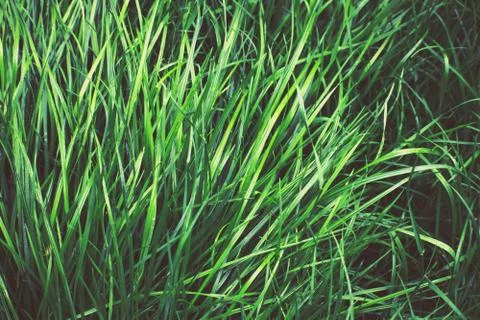 Background of green grass. Stock Photos