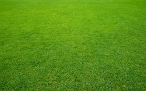 Background of a green grass. Foto stock