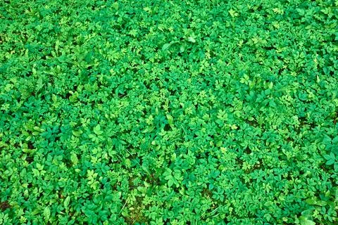 Background of green grass Stock Photos