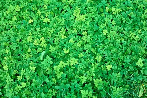 Background of green grass Stock Photos