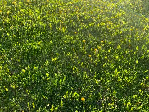 Background of green grass Stock Photos