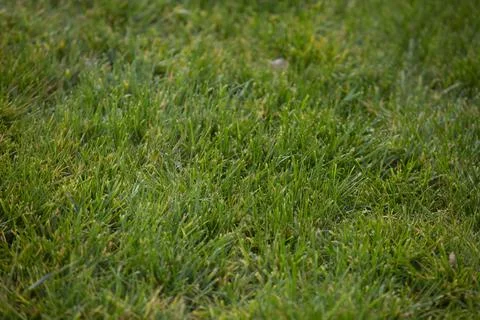 Background of green grass Stock Photos