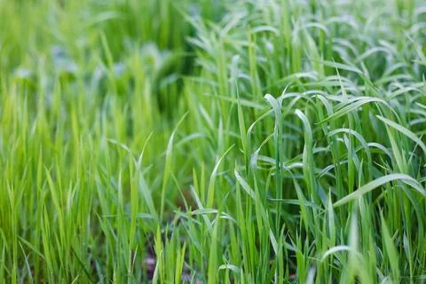 Background of a green grass Stock Photos