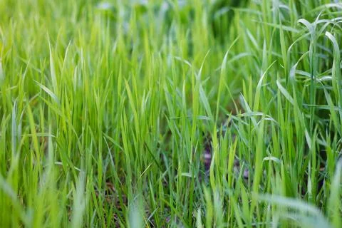 Background of a green grass Stock Photos