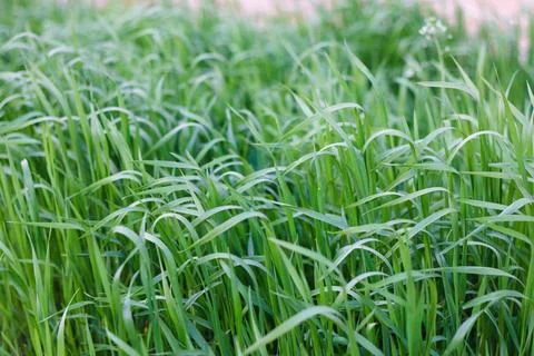 Background of a green grass Stock Photos