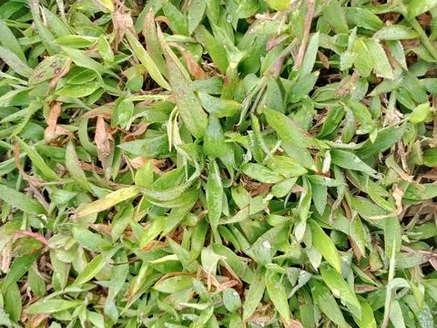Background green grass Stock Photos