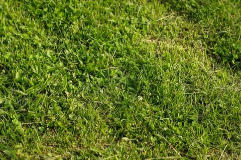 Background of green grass, shallow depth of field. Stock Photos