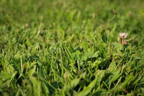 Background of green grass, shallow depth of field. Stock Photos