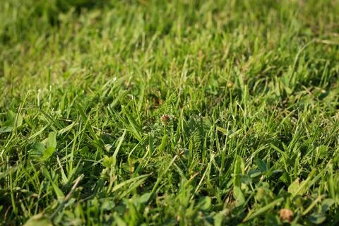 Background of green grass, shallow depth of field. Stock Photos