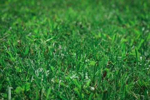 Background of green grass, shallow depth of field. Stock Photos