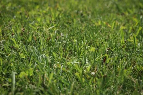 Background of green grass, shallow depth of field. Stock Photos