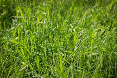 Background of green grass, shallow depth of field. Stock Photos