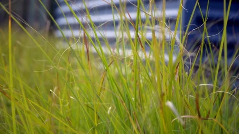 Background green grass swaying in the wind Видео 95871219