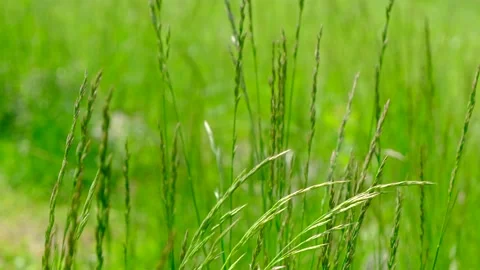 Background of green grass swaying in the wind Stock Footage 155682015