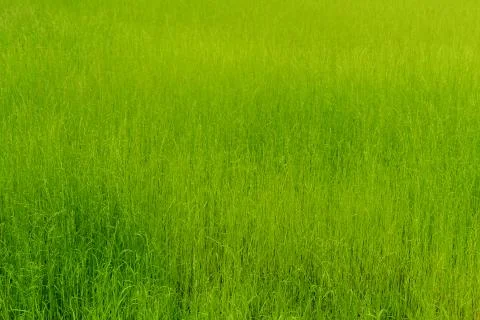 Background of green grass, texture. Stock Photos