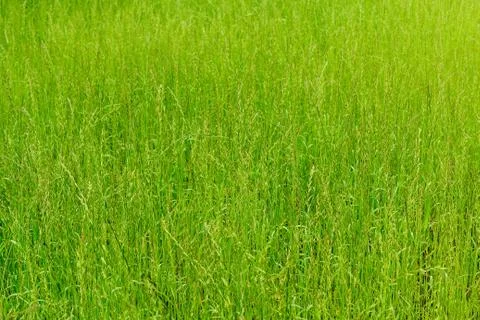 Background of green grass, texture. 写真素材