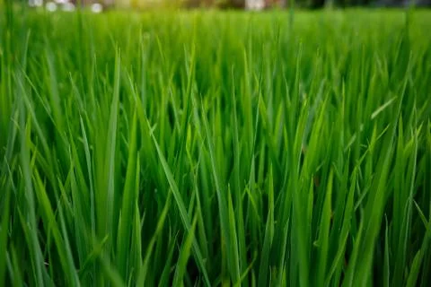 Background of a green grass texture. Stock Photos