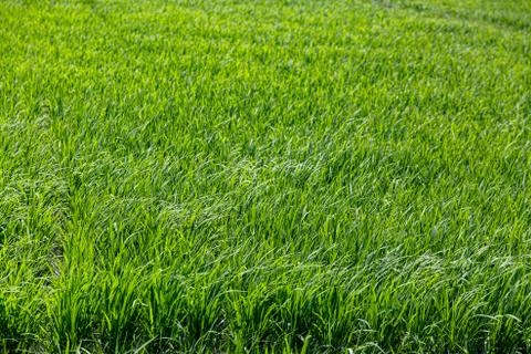 Background of a green grass texture. Foto stock