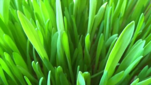 Background green grass top view Stock Footage 115501000