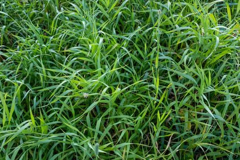 Background from green grass, top view. The texture of the fresh green grass Stock Photos