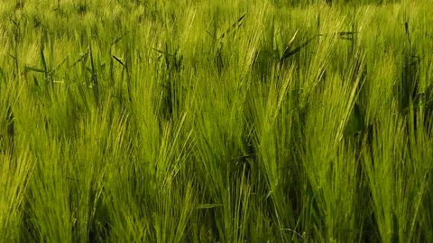 Background of a green grass on the wind in slowmotion. Stock Footage 194346678