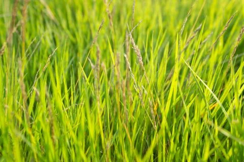 Background with green grass_2 Stock Photos