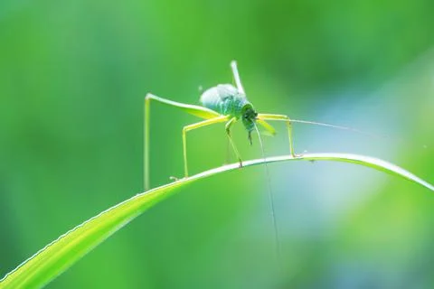 Background green grasshopper on a leaf. 스톡 사진
