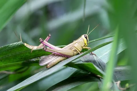 Background green grasshopper on a leaf. Stock Photos
