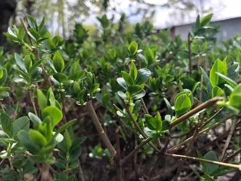 A background as a green hedge Stock Photos
