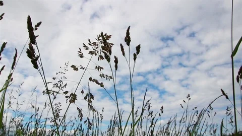 Background of green herbs Stock Footage 98065878