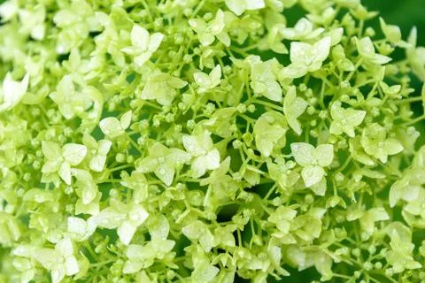 Background of green hydrangea flowers Stock Photos