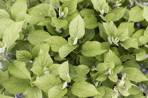 Background of green hydrangea leaves Stock Photos