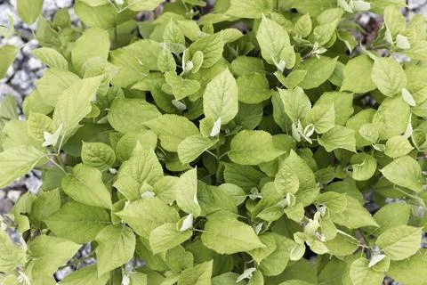 Background of green hydrangea leaves Stock-Fotos