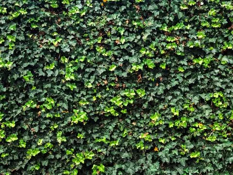 Background, green ivy texture Stock Photos