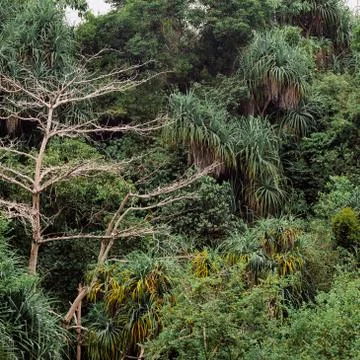 Background green jungle, forest. Stock Photos