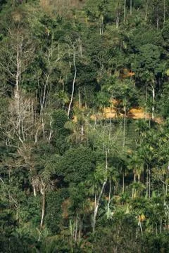 Background green jungle, forest. Stock Photos