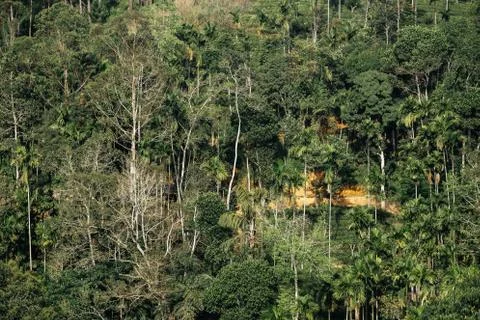 Background green jungle, forest. Stock Photos