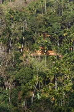Background green jungle, forest. Stock Photos