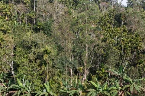 Background green jungle, forest. Stock Photos
