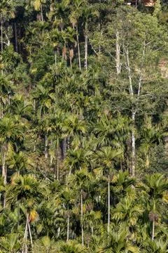 Background green jungle, forest Stock Photos