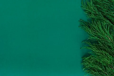 Background with green juniper branches border, backdrop for eco friendly prod Stock Photos