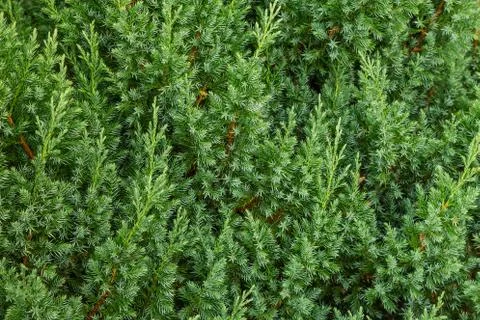 Background green from juniper branches Stock Photos