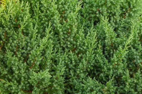 Background green from juniper branches Foto stock