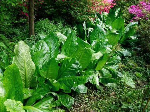 Background with green large leaves Stock-Fotos