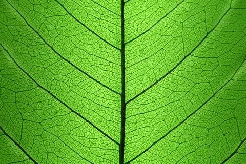 Background of green leaf cell structure - natural texture Stock Photos